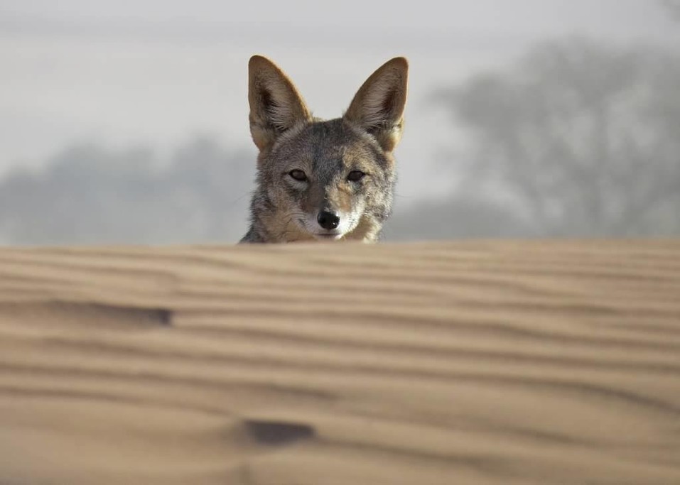 WIldlife becomes uniquely acclimated to the arid Namib Desert