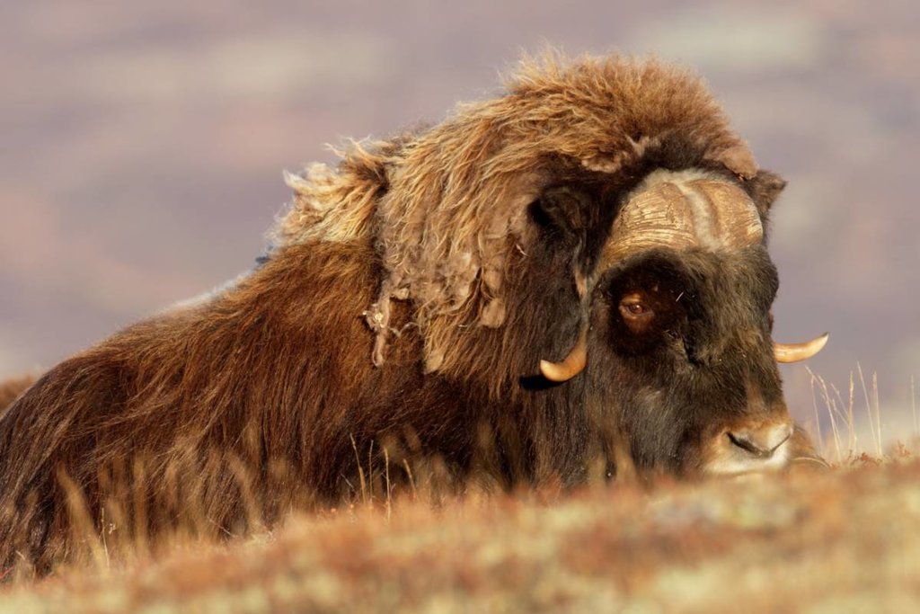 Norway's famous musk ox
