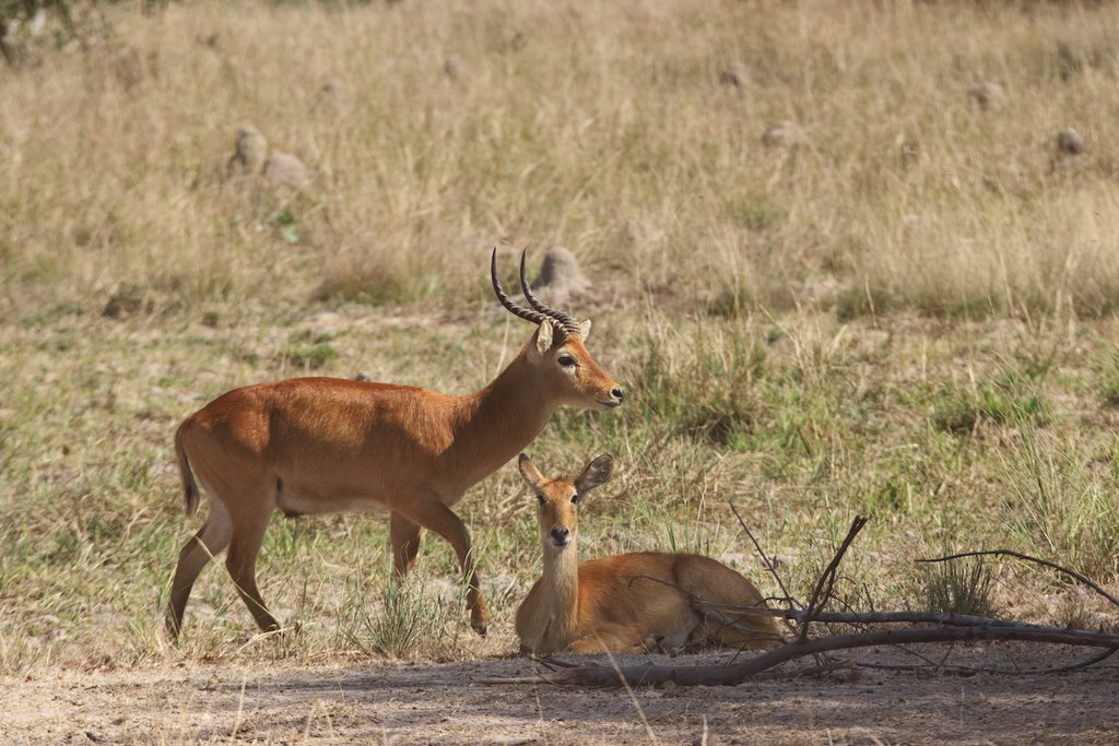 Two antelope in Kafue National Park