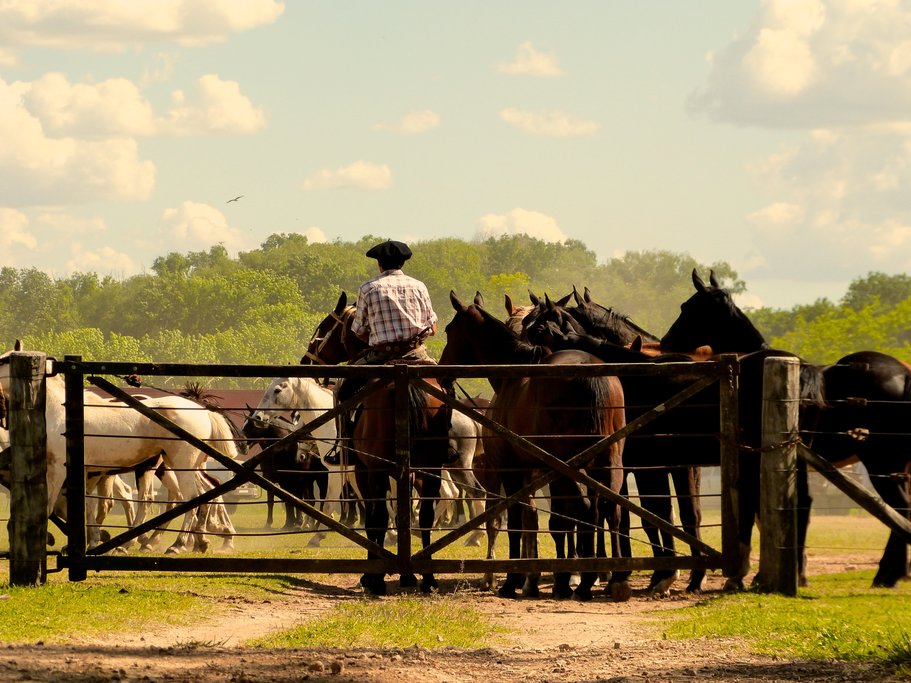 Horses on an estancia (ranch).