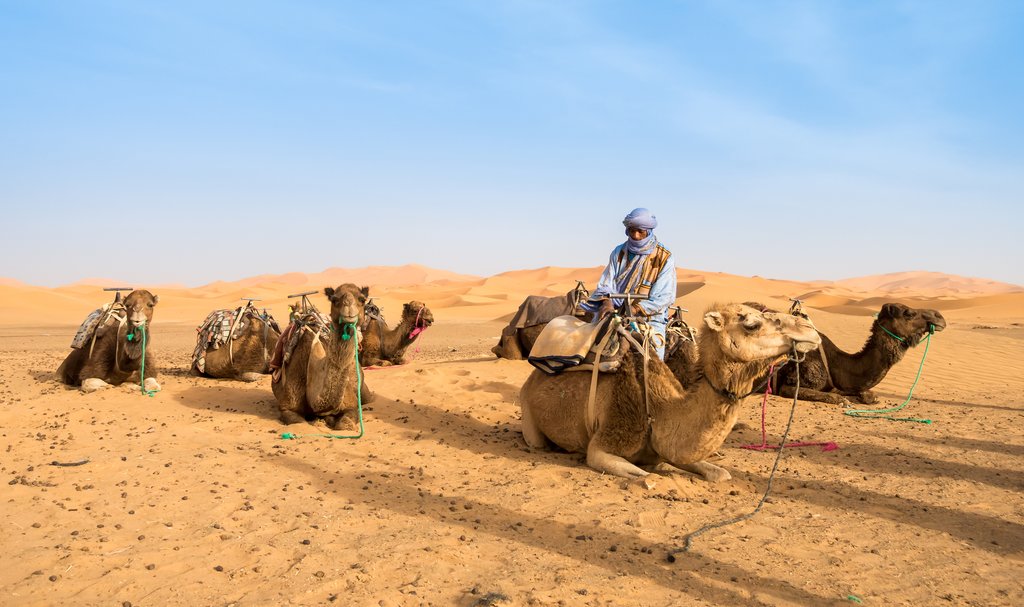 Camel owner prepping camels for tourists, Merzouga, Sahara Desert, Morocco
