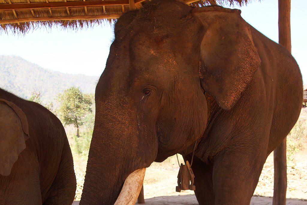Old male elephant near Kalaw