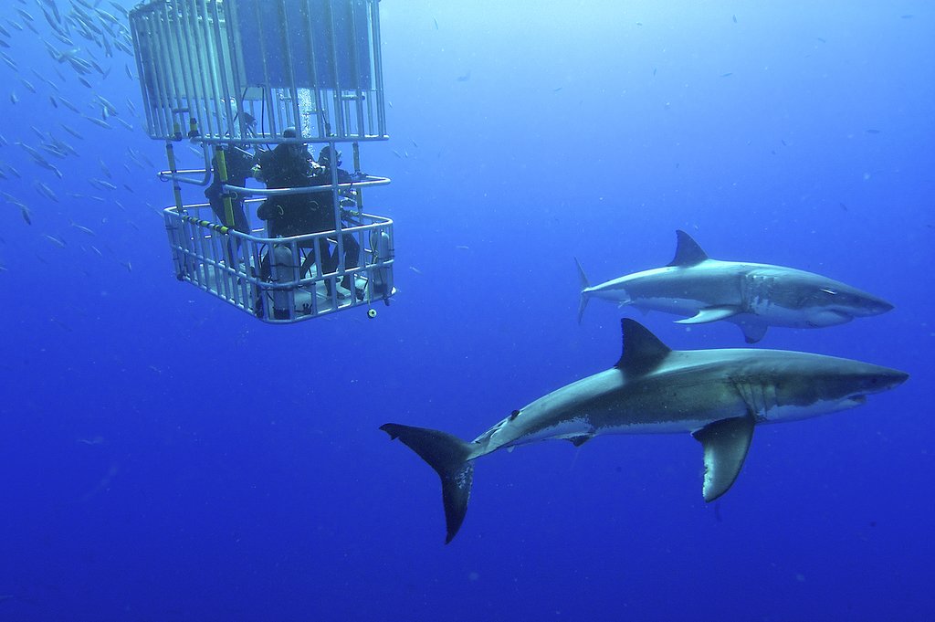 Cage-diving with great white sharks