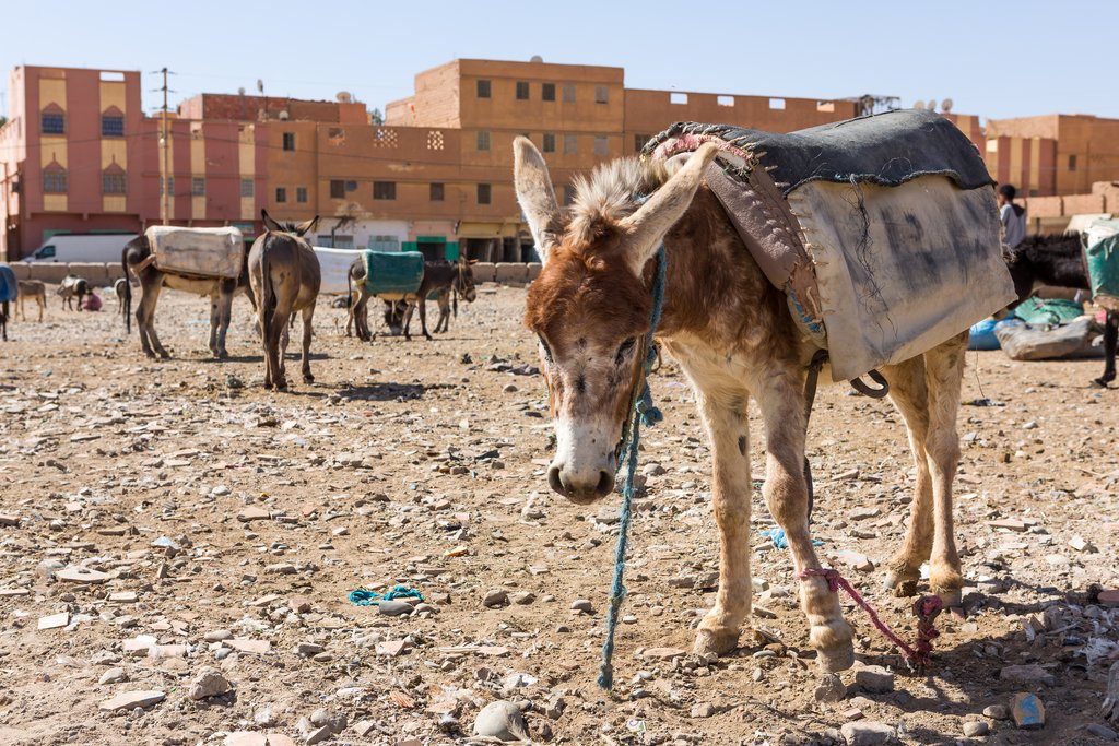 Donkey Parking Lot in Rissani, Morocco