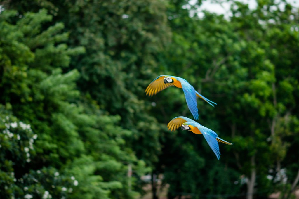 Brightly-colored Macaws in the rainforest 