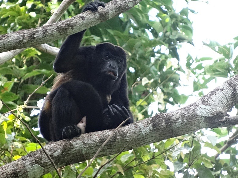 Howler monkey