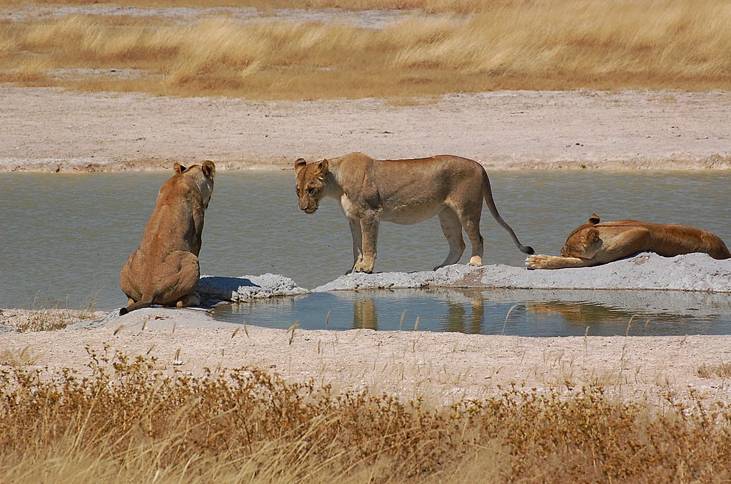 Lionesses at a watering hole in Etosha National Park