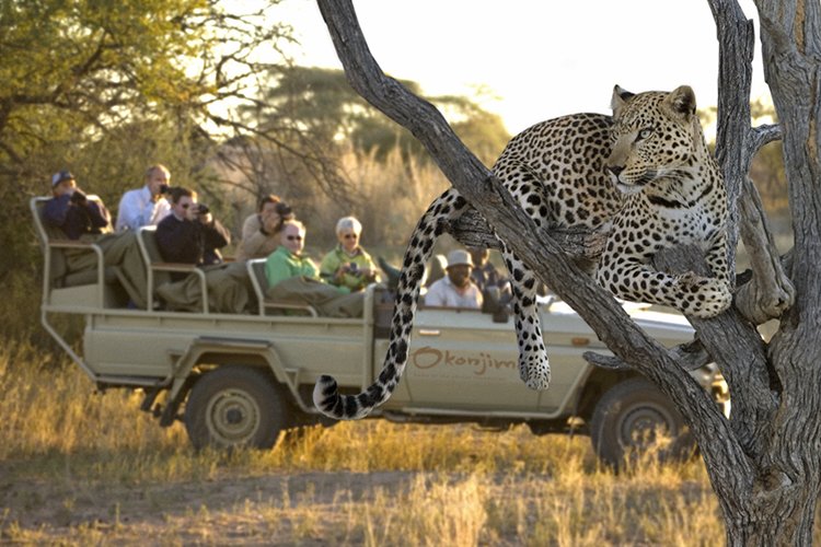 Etosha South to Okonjima