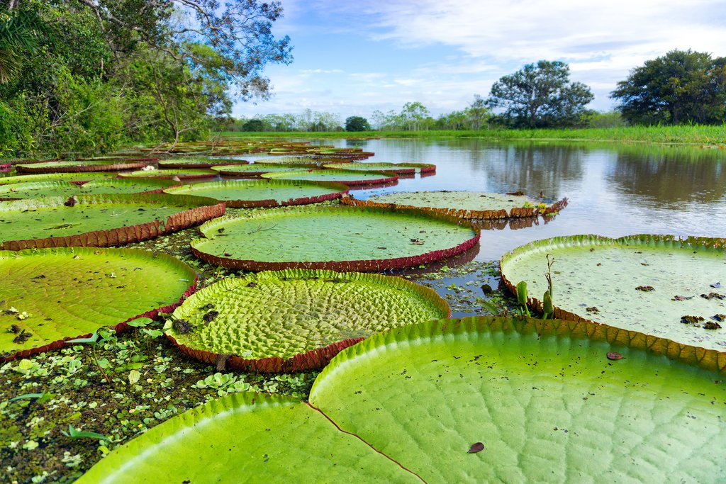 Giant water lilies