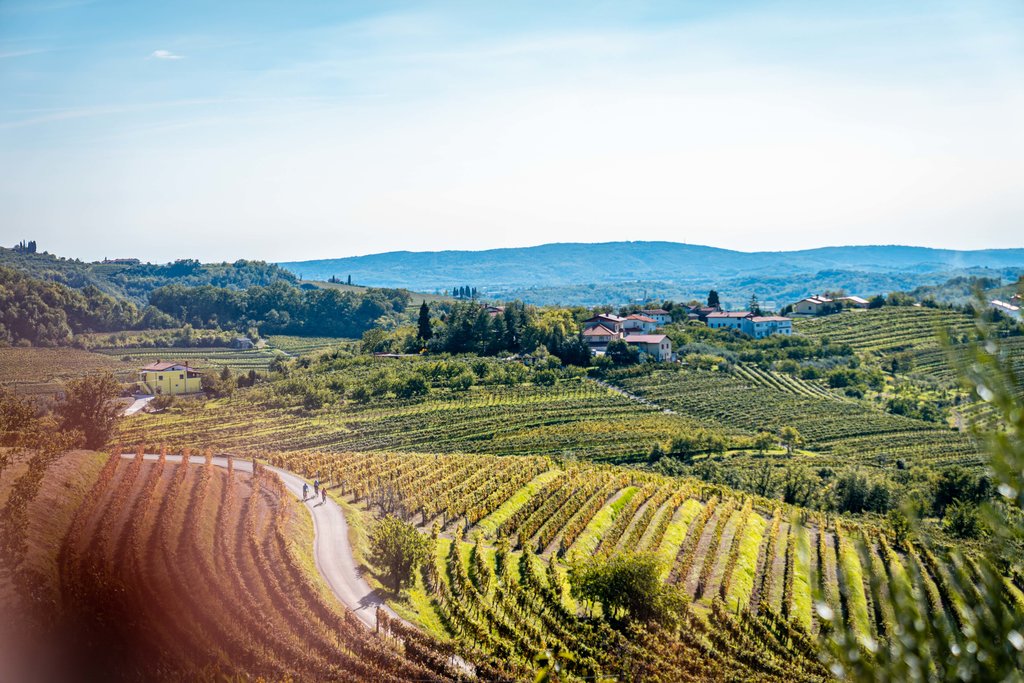 The rolling vineyards of the Karst Region.