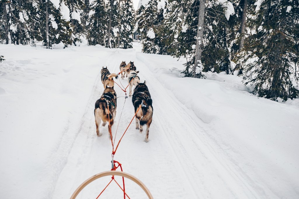 Learn to steer a pack of huskies through the Norwegian wilderness