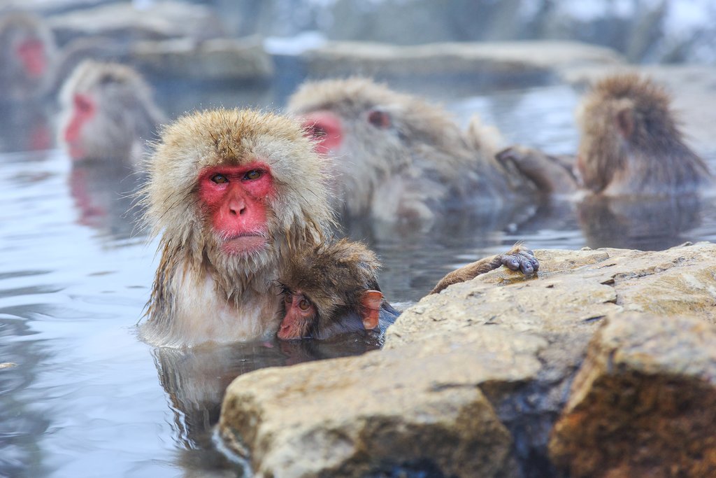 Snow monkeys soaking the hot springs around Yudanaka.