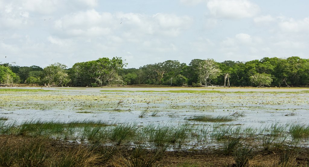 Sri Lanka - A lake in Wilpattue National Park