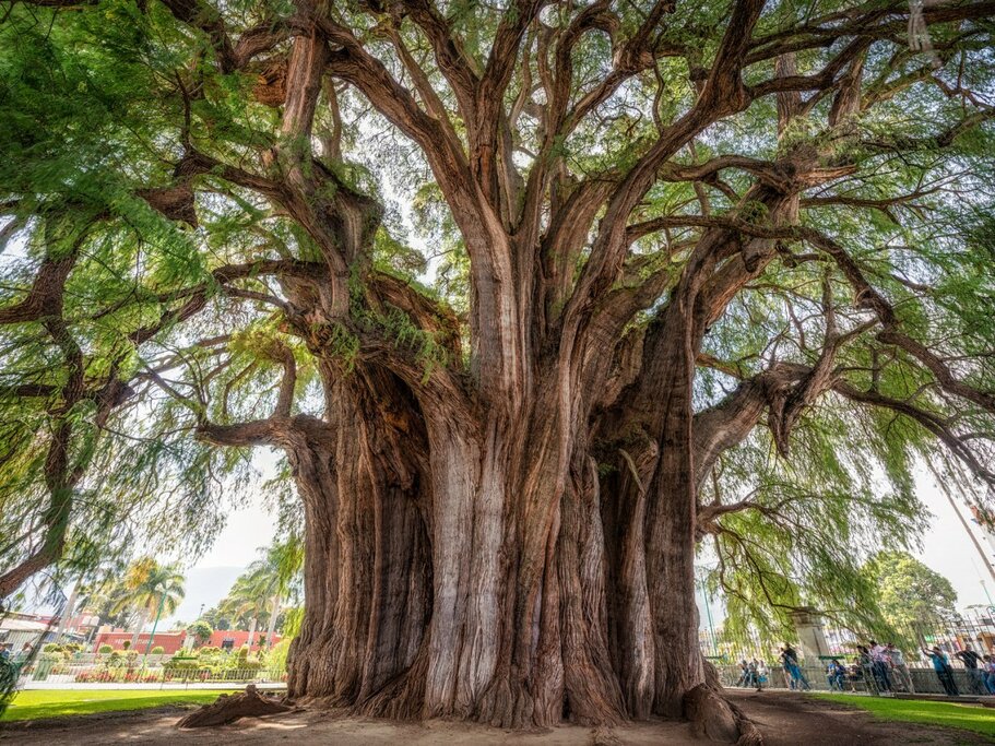 Visit Mitla, the Tule Tree, Hierve el Agua, a Mezcal Distillery & Teotitlán del Valle