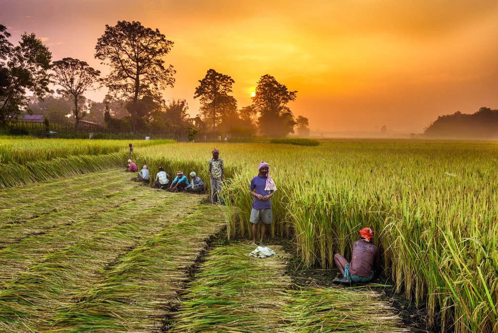 Villagers working in a rice field near Chitwan