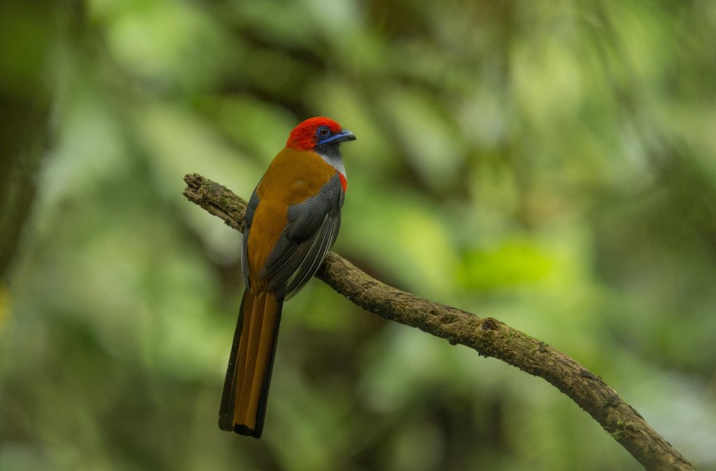 A Whitehead's Trogon perched on a branch in Kinabalu Park