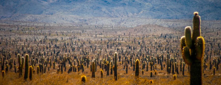 Field of Cardon Grande Cacti
