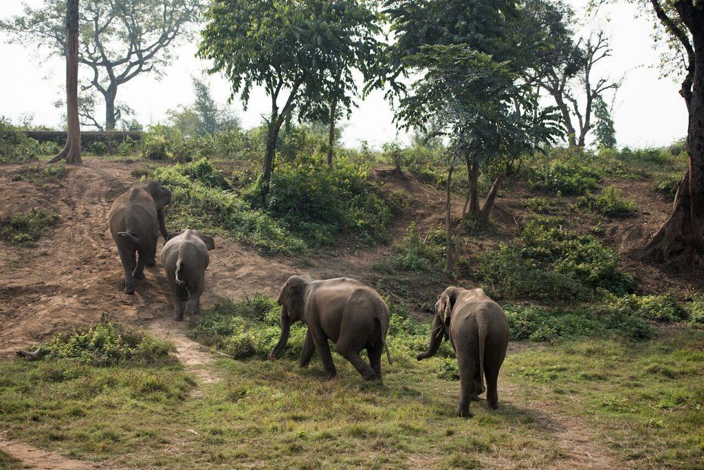 Elephants grazing in the grasslands