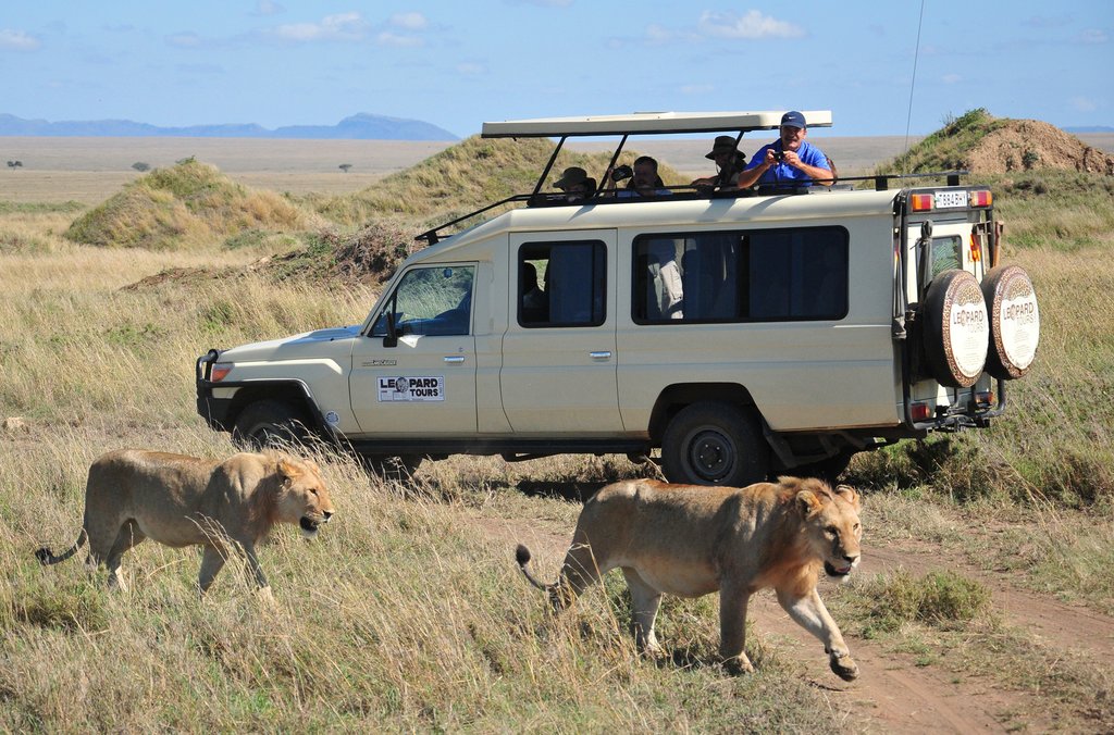 Lionesses in Ngorongoro Crater