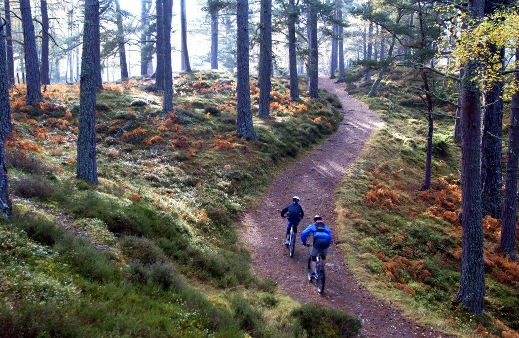 Mountain biking along  ancient forest trails.
