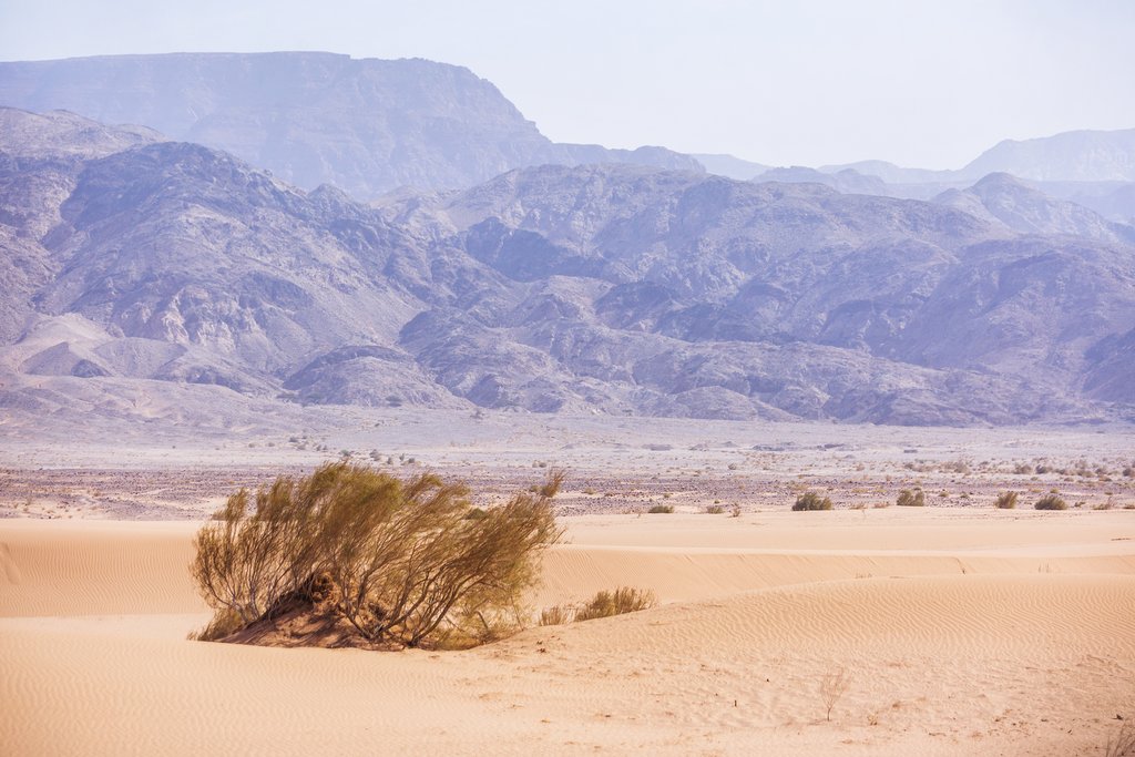 Kandym shrub in the desert