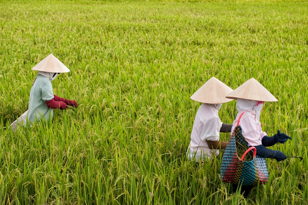 Bike bast rice fields in Vinh Long