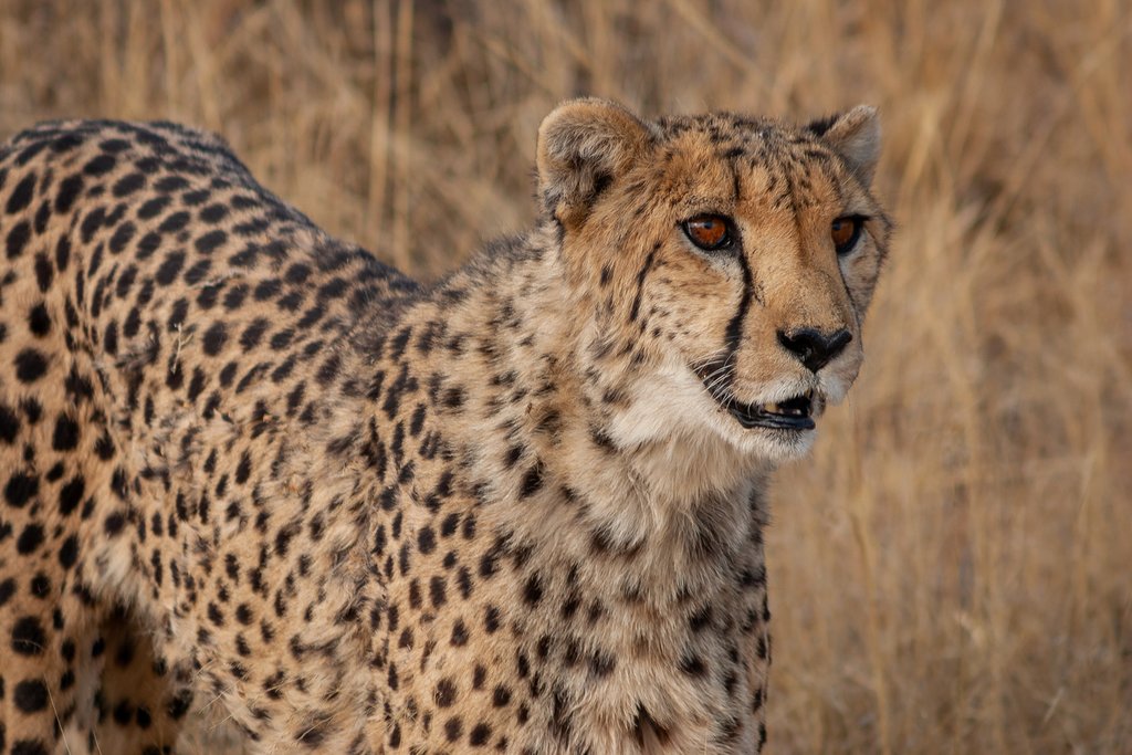 Close-up of a Cheetah in Okonjima, Namibia