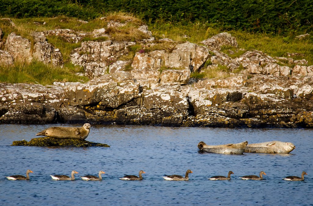 Grey seals bask along the Mull coastline.