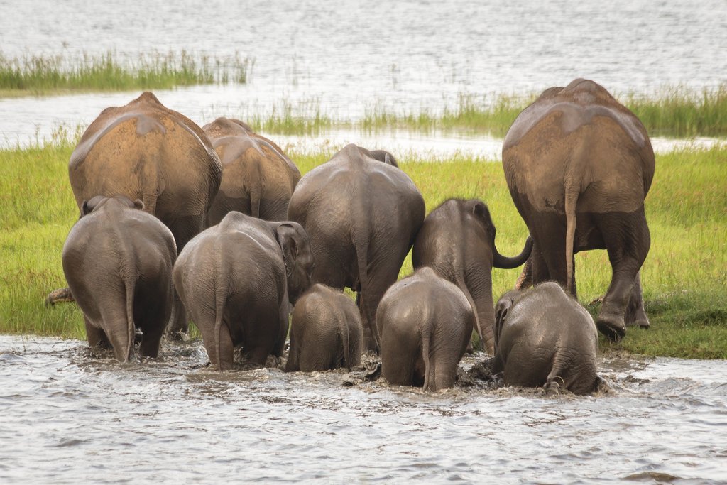 Go on an elephant safari in Minneriya National Park