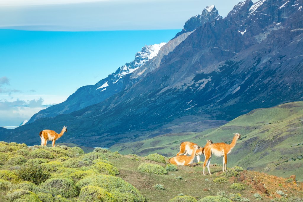 Sunbathing guanacos
