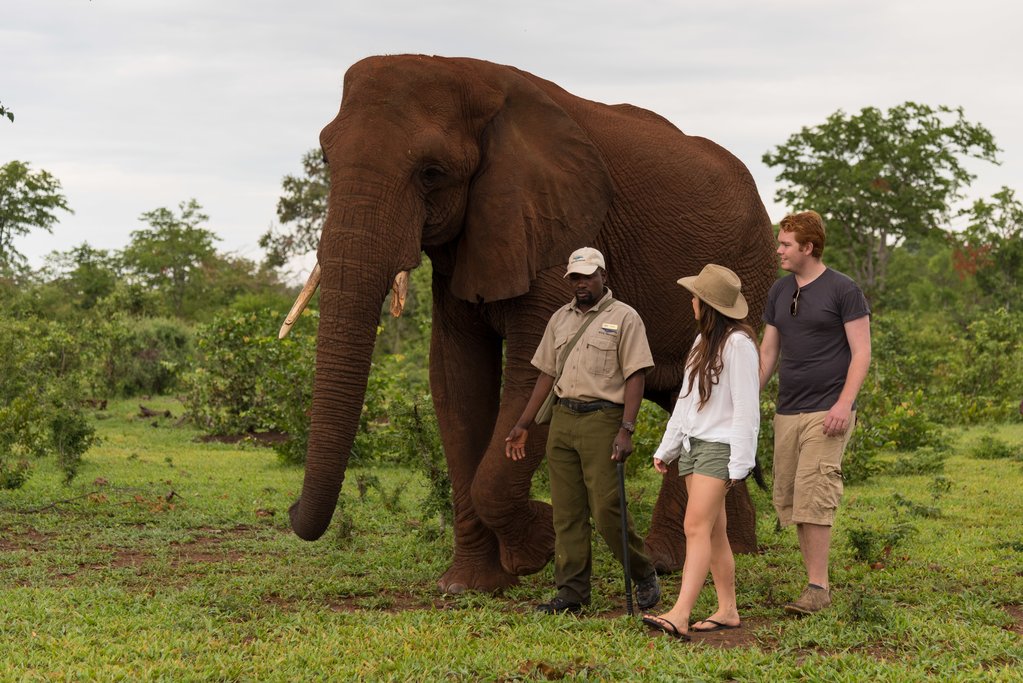 Walking with elephants on an Elephant Encounter