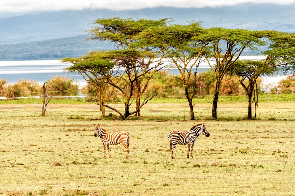 Zebras on Crescent Island
