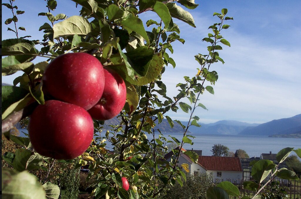 ciderhuset