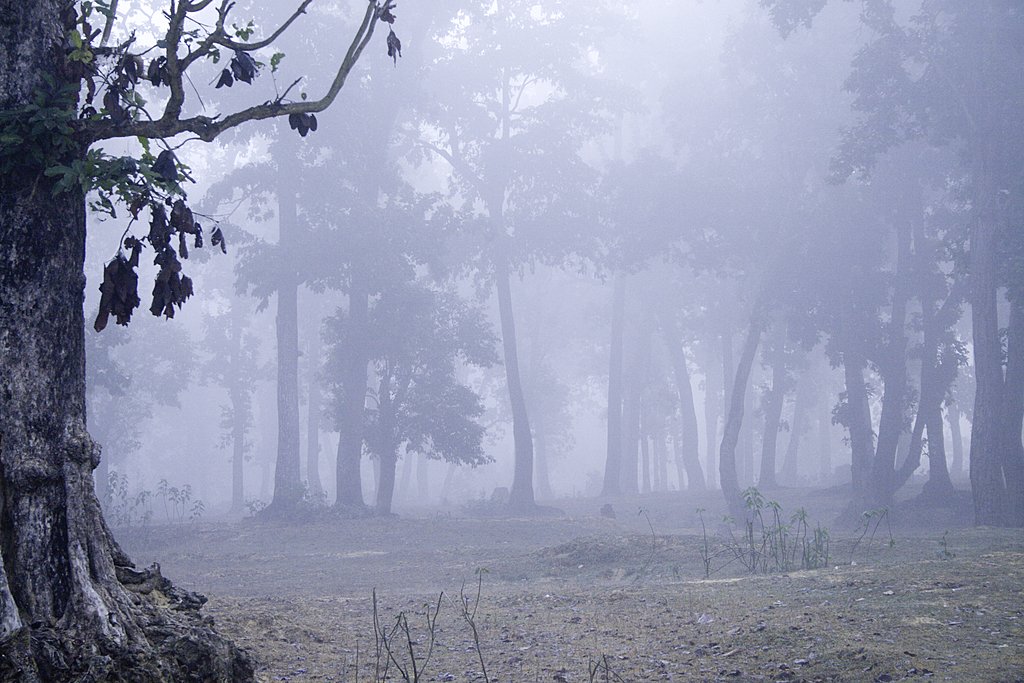 Dawn in Bardia National Park