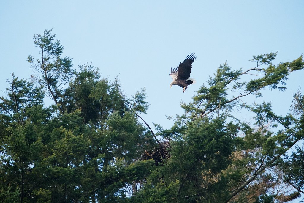 A white-tailed Sea Eagle returning to its nest.