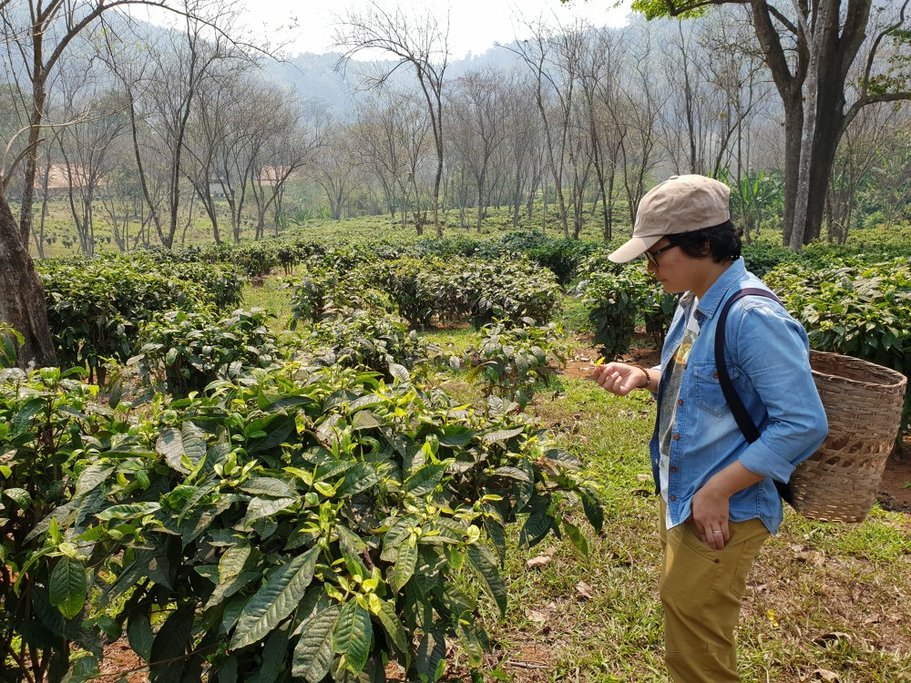 Chiang Mai tea plantation