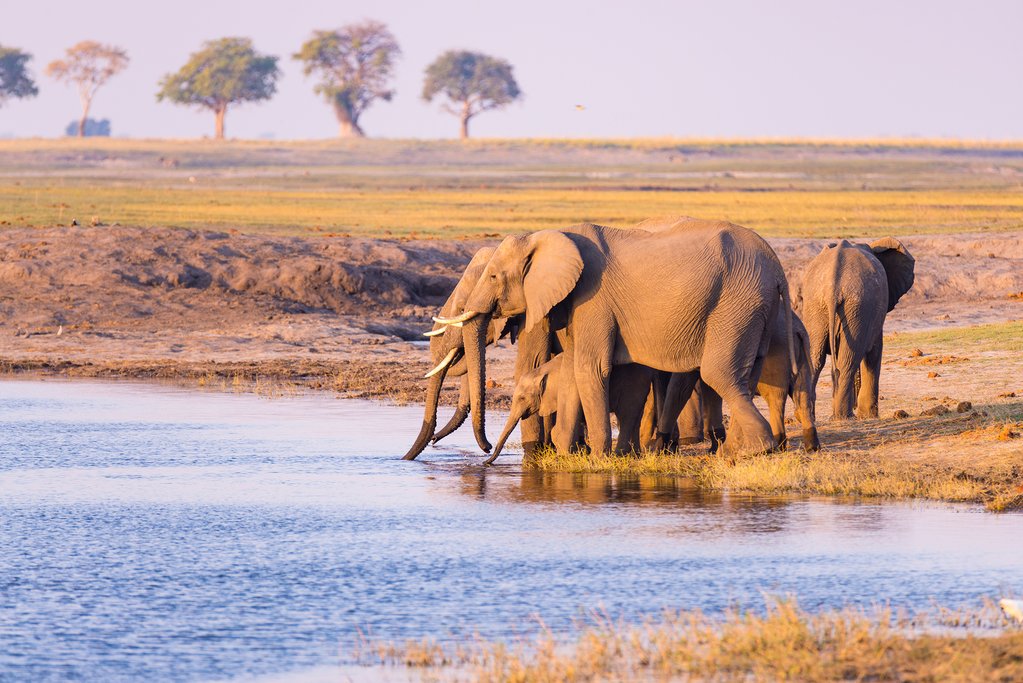 Elephants in Etosha National Park