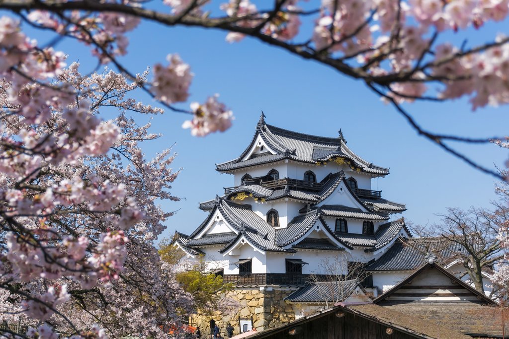 Hikone Castle in the Springtime