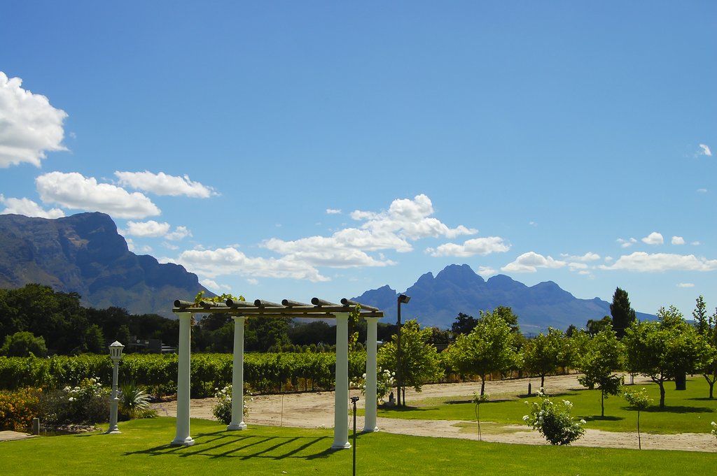 A Stellenbosch vineyard
