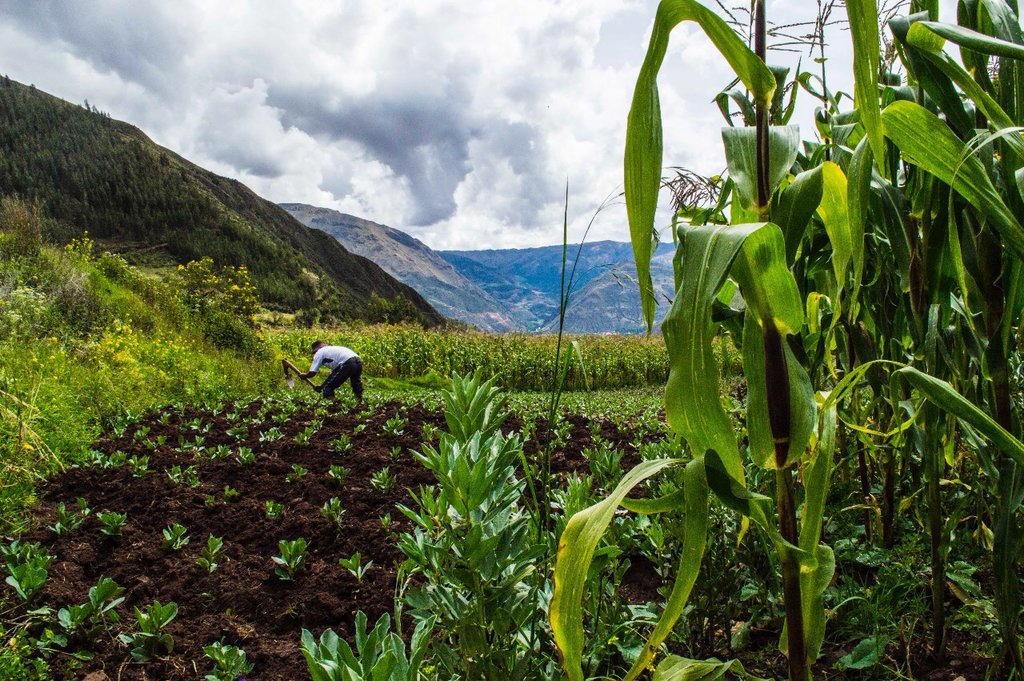 Fields in the Sacred Valley
