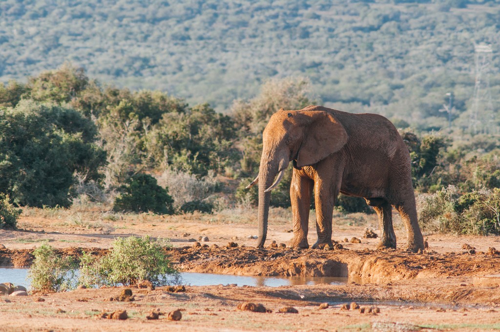 Up close with an elephant at Addo Elephant National Park