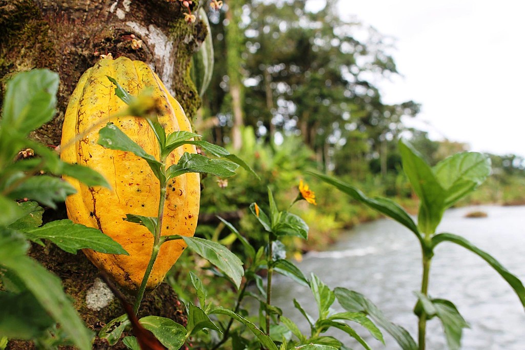 cacao