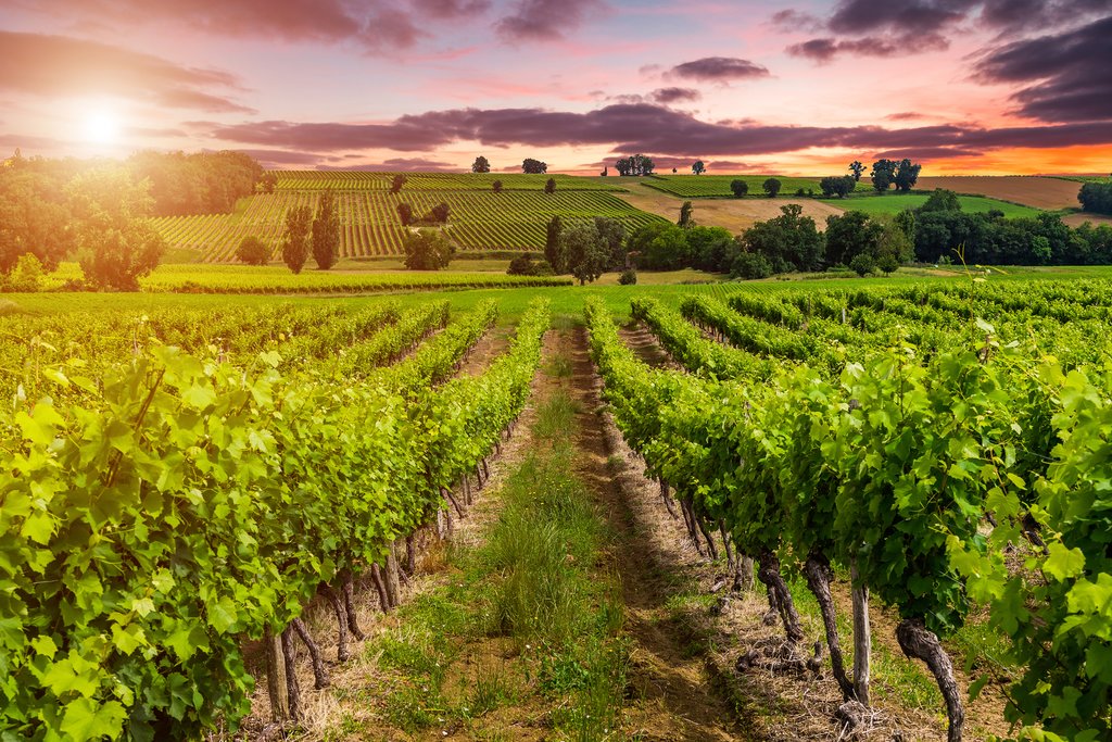 Attend tours and tasting of some of Bordeaux's best vineyards