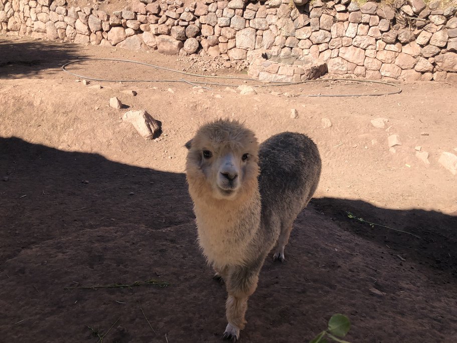 Visit the Llama sanctuary to meet these friendly animals