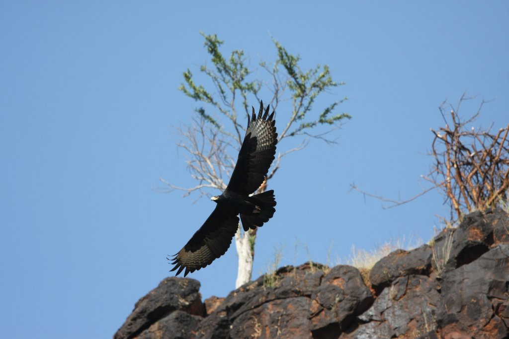 Verreaux's eagle in Masai Mara