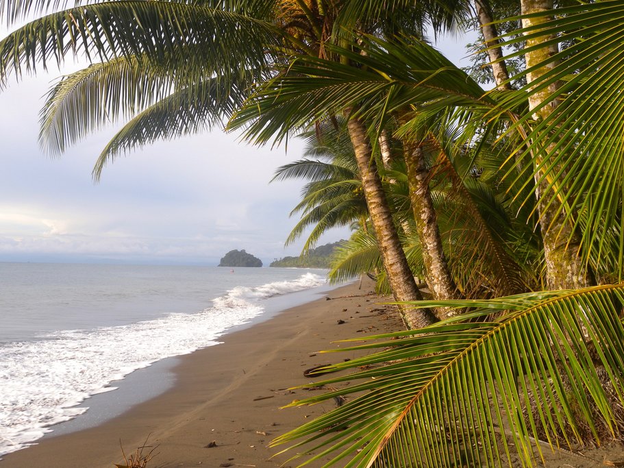 Palm trees along the coast of El Choco