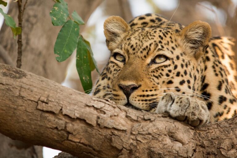 Zambia National Parks - 13 Days