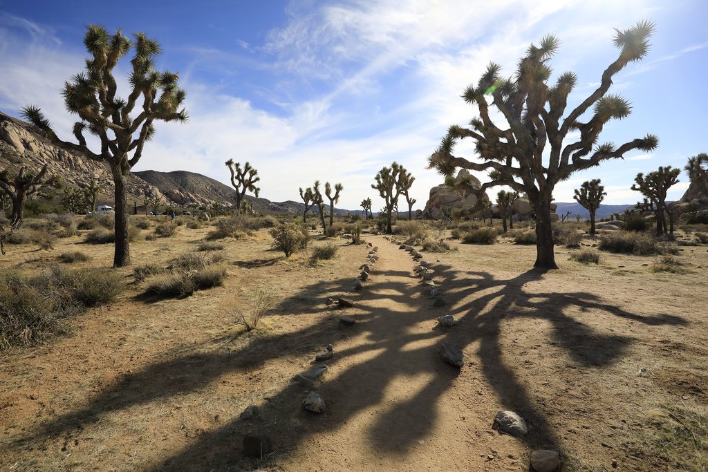 Joshua Tree