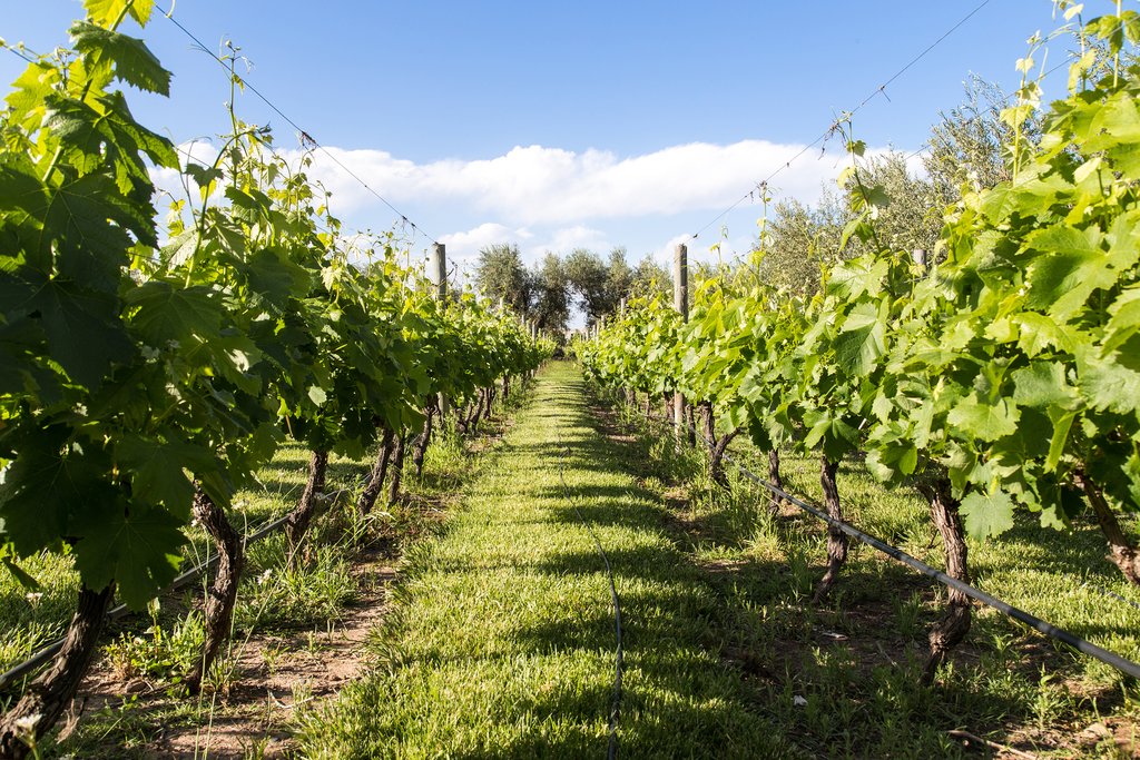 A Malbec vineyard in Mendoza