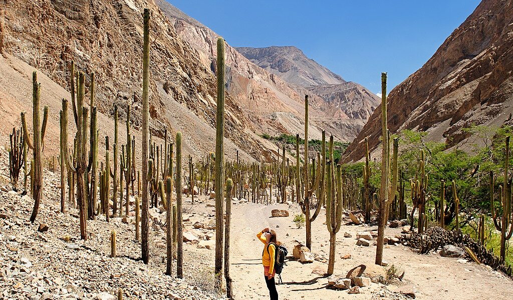 Tourist In The Peruvian High Andes On The Trekking On The Cotahu